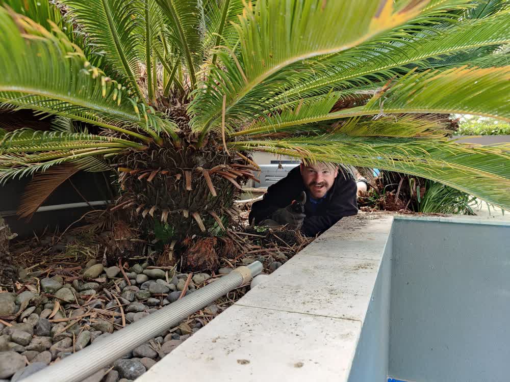 Thumbs up from the gardner under a Sago palm